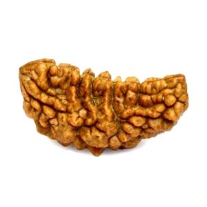 1 Mukhi Rudraksha - Ek Mukhi (Nepal/Indonesia)