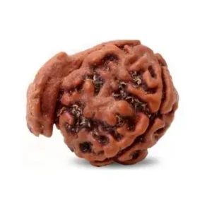 Ganesh Mukhi Rudraksha - (India)