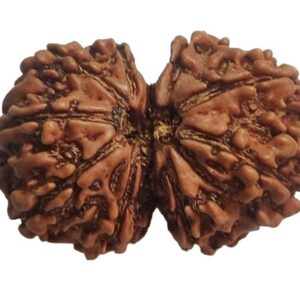 Gauri Shankar Rudraksha - (India)