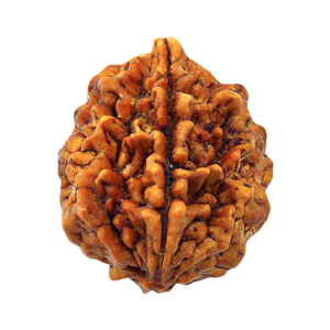 2 Mukhi Rudraksha - Do Mukhi (India)