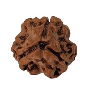 3 Mukhi Rudraksha - Teen Mukhi (India)