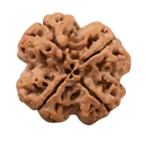 4 Mukhi Rudraksha - Char Mukhi (India)