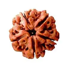 5 Mukhi Rudraksha - Panch Mukhi (India)