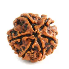 6 Mukhi Rudraksha - Chay Mukhi (India)