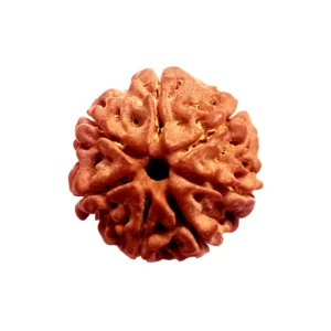 7 Mukhi Rudraksha - Saat Mukhi (India)