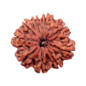 8 Mukhi Rudraksha - Aat Mukhi (India)