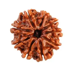 Rudraksha