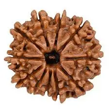 11 Mukhi Rudraksha - Gyara Mukhi (India)