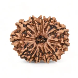 12 Mukhi Rudraksha - Baarah Mukhi (India)