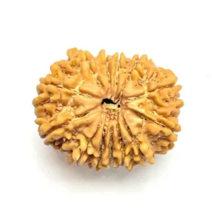 13 Mukhi Rudraksha - Terah Mukhi (India)