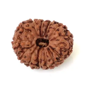 14 Mukhi Rudraksha - Chaudah Mukhi (India)